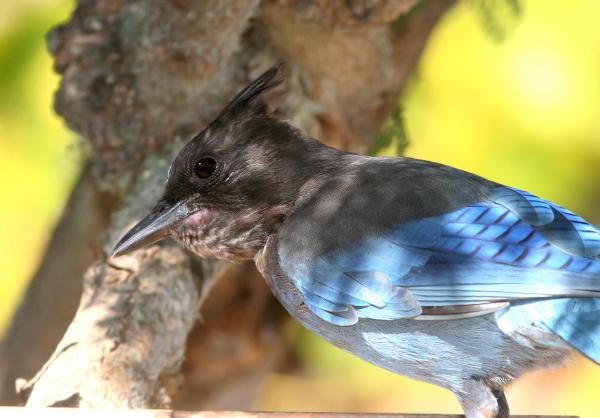 638 - STELLER'S JAY (9-25-08) canet rd, slo co, ca (1)