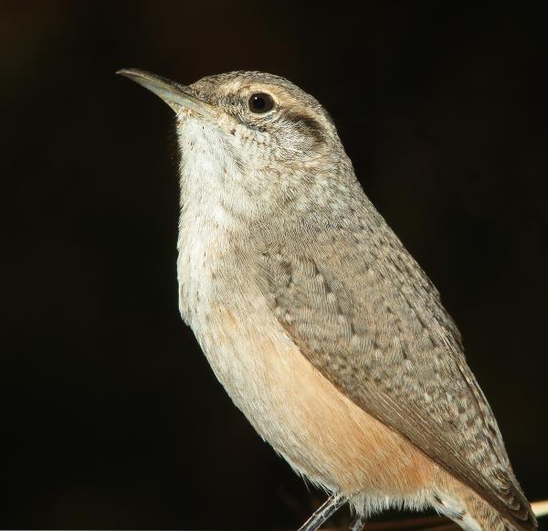690 - ROCK WREN (11-8-11) 78 circulo montana, patagonia lake ranch estates, scc, az - (7)