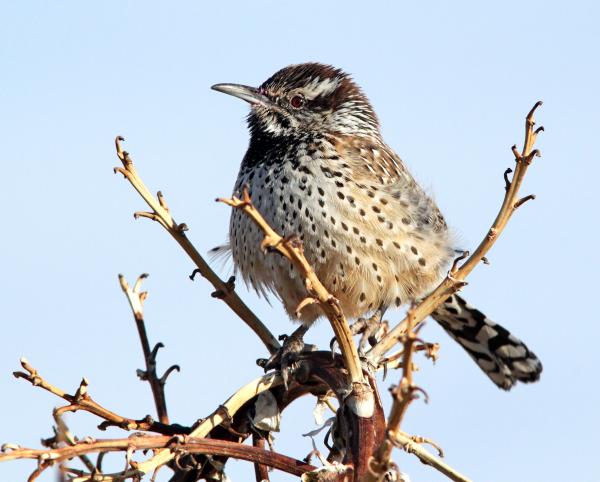 699 - CACTUS WREN (1-10-10) pancho villa state park, columbus, nm (3)