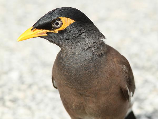 773 -COMMON MYNA (1-21-10) kendall, fl (4)