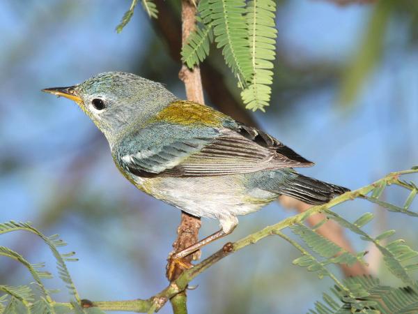 824 - NORTHERN PARULA (4-19-12) hatch year female, convention center, south padre island, tx (2)