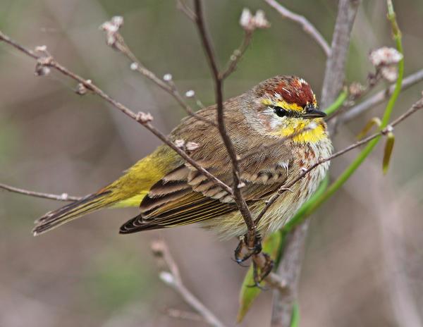 833 - PALM WARBLER (3-1-13) eagle lakes water reclamation facility, collier co, fl (1)