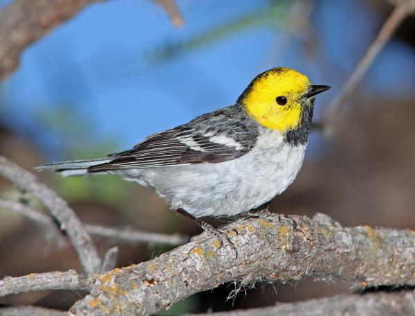 841 - HERMIT WARBLER (5-13-11) patagonia lake, scc, az - (1)