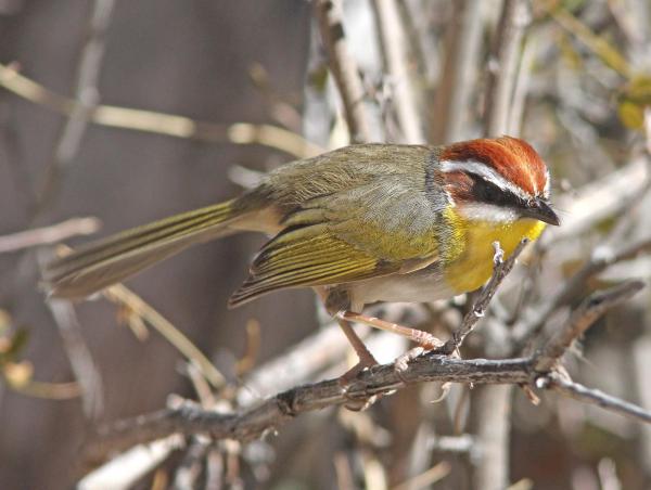845 - RUFOUS-CAPPED WARBLER (1-13-14) florida wash, pima co, az - 08