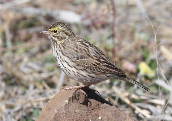 883 - SAVANNAH SPARROW (4-25-2015) san rafael grasslands, santa cruz co, az -01