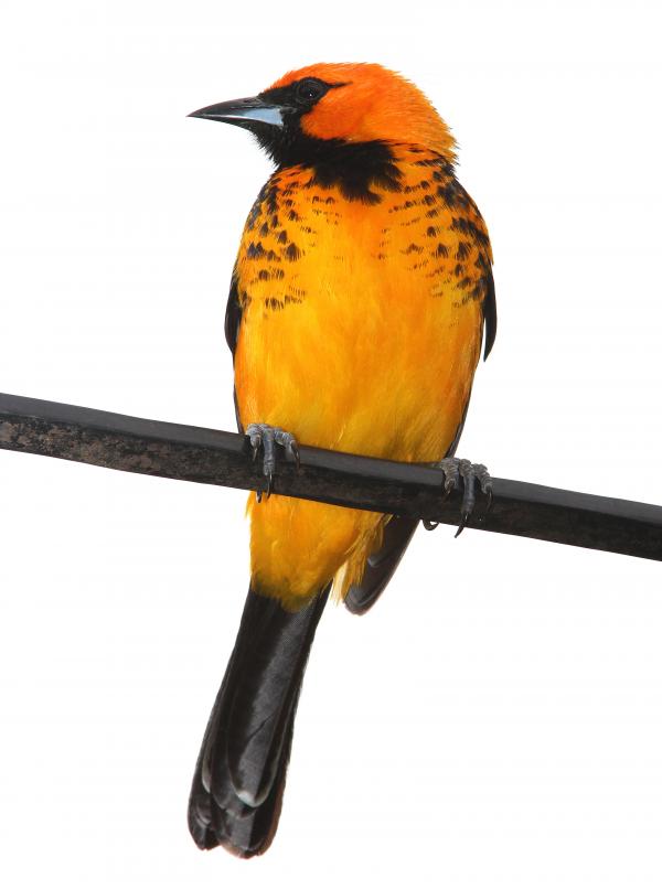 948 - SPOT-BREASTED ORIOLE (3-2-13) miami, dade co, fl (6)