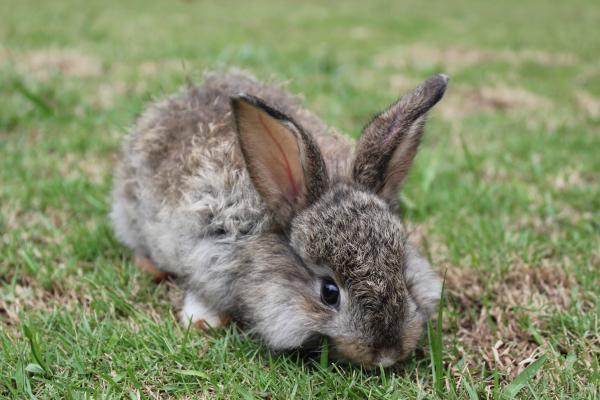 A baby bunny nibbling on fresh grass