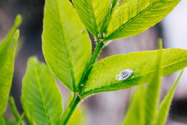 A beautiful insect crawls along the leaf