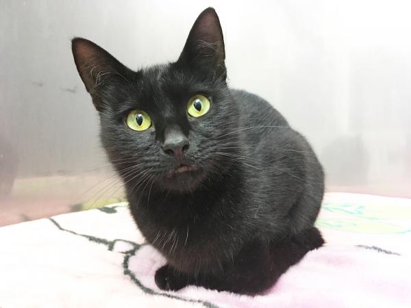A black cat
