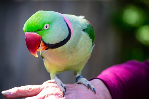 A bright parrot sits on the hand of an elderly woman