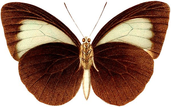 A brown butterfly