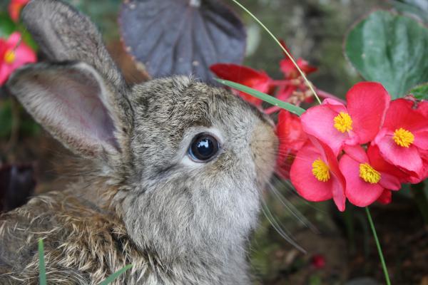 A brown rabbit sniffing red flowers
