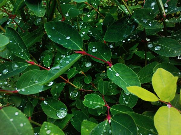 A bush leaf