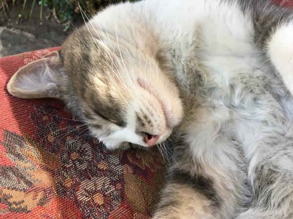 A Cat Among Sleeping Cats