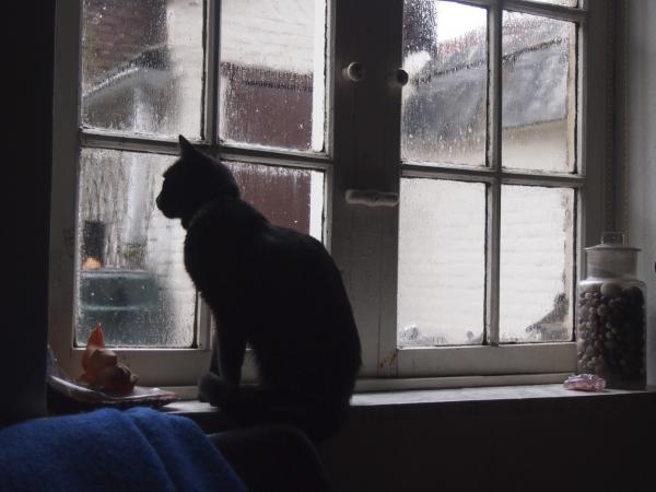 A cat by the window