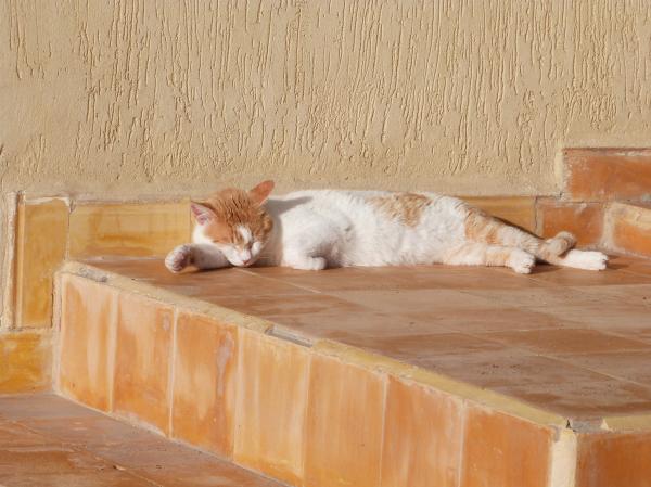 A cat to match the tiles