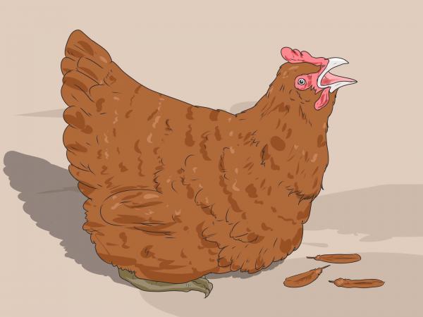 A Chicken