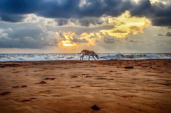 A cloudy sunset with alone dog