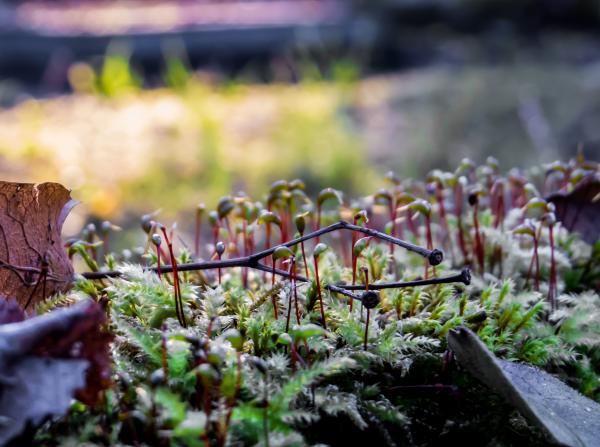 A colony of weird plants