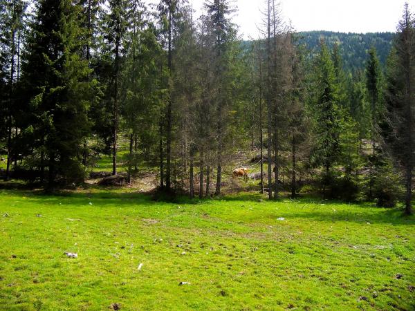 A cow in the forest