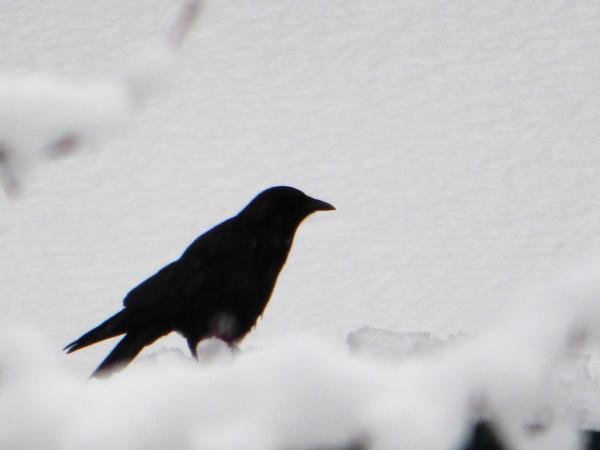 A crow's wish