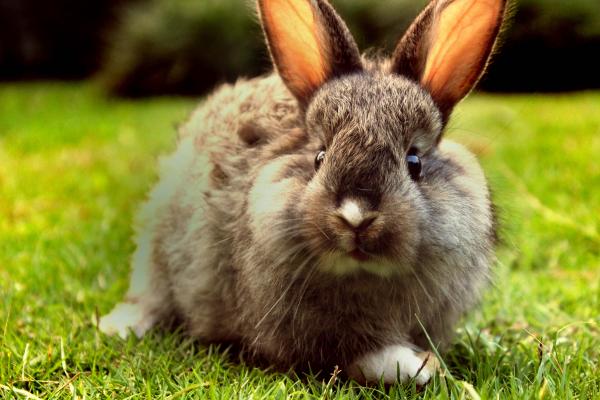 A curious baby rabbit in a garden