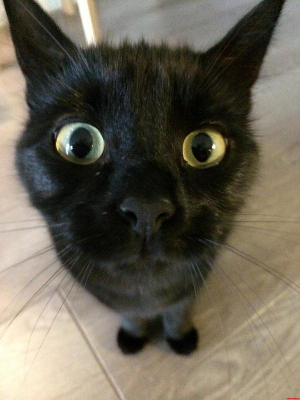 A curious cat