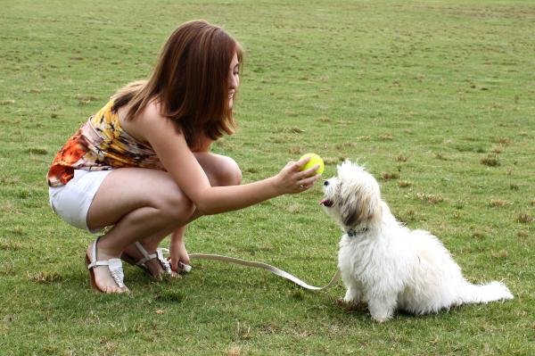 A cute young girl playing with her dog