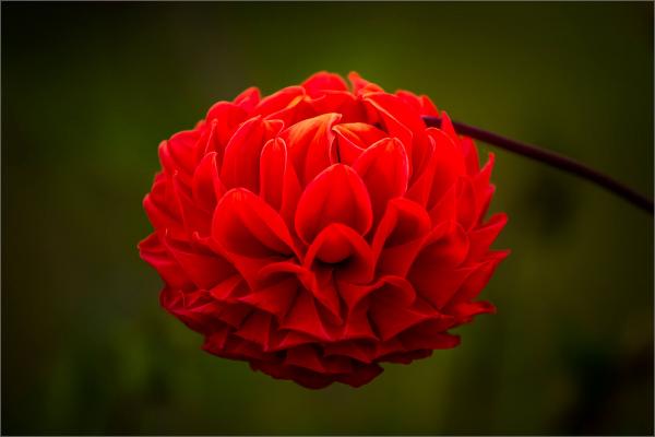A flower