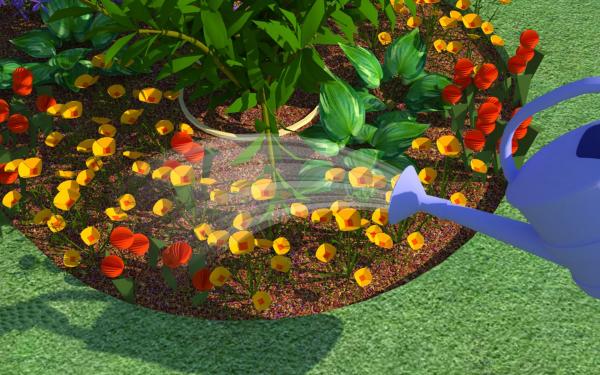 Garden Flowers