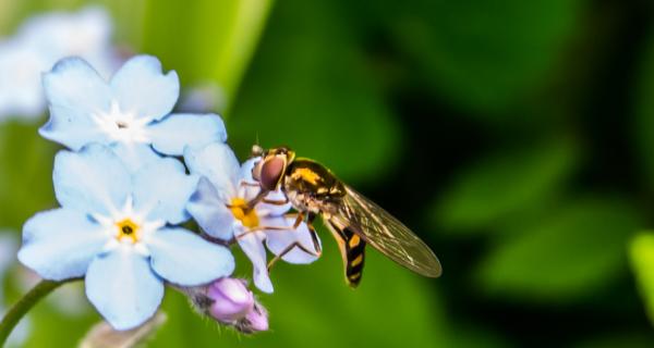 A flying creature eating nectar