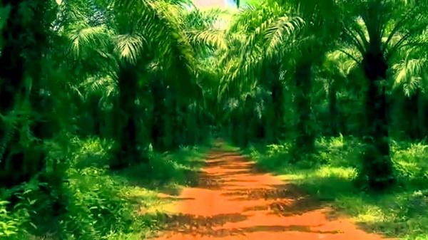 A forest