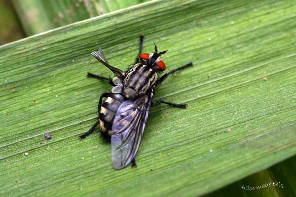 A grey fly