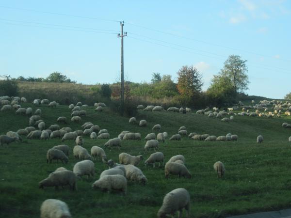 A herd of sheep