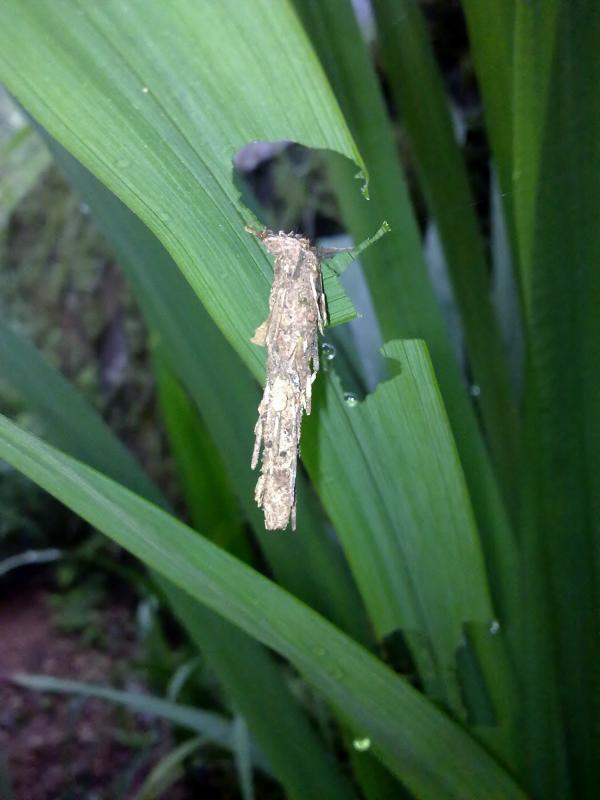 A leaf eating Worm