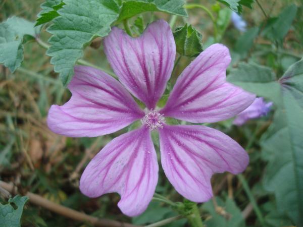 A little purple autumn wildflower