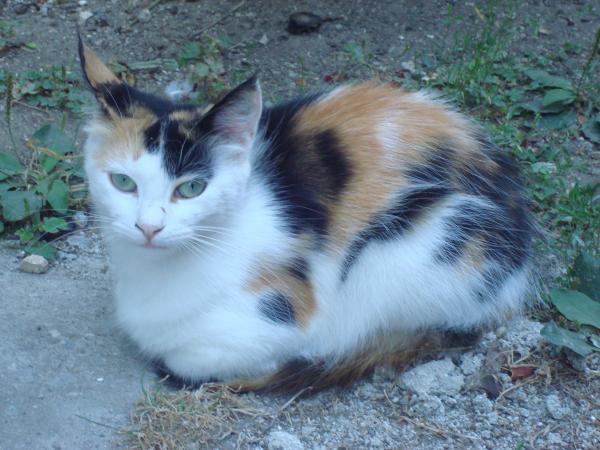 A little resting kitten