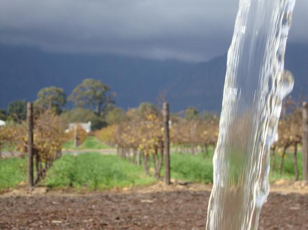 A nice view of Nederburg vineyard