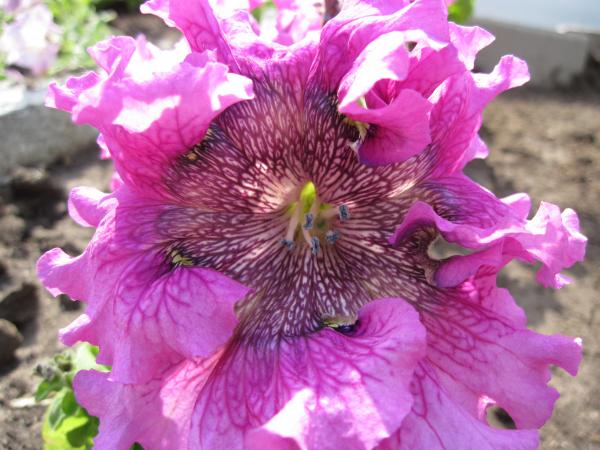 A pink curly flower