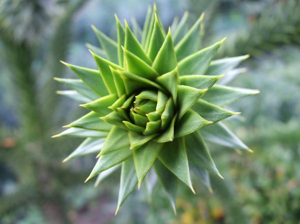 Plants Upclose
