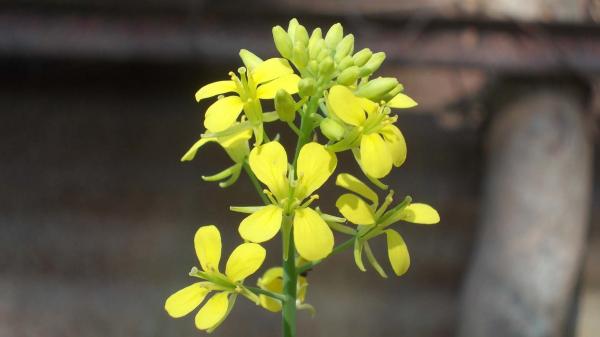 A plant