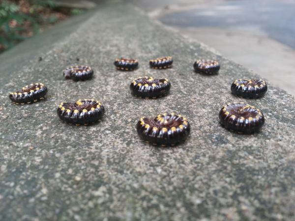 A ring of ringworm