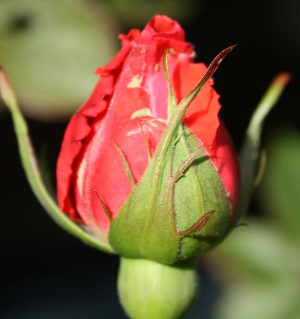 A Rose Before A Rose