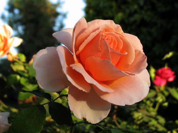 A Rose is Just a Rose