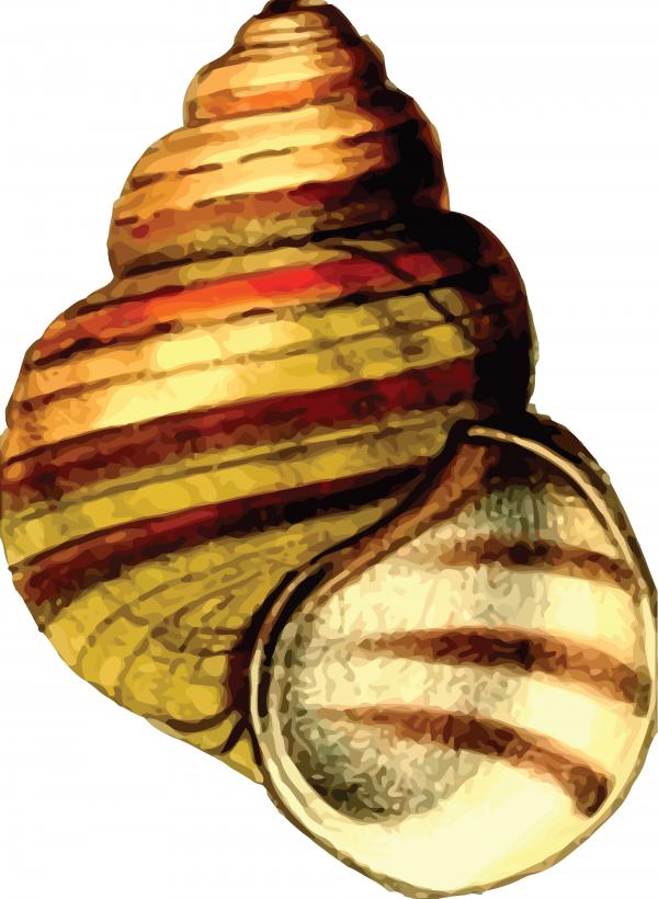 A sea shell