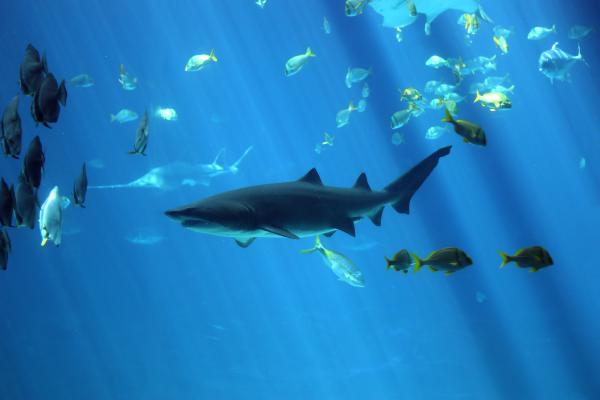 A shark swimming under water