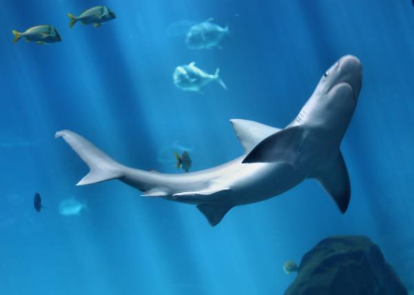 A shark swimming under water