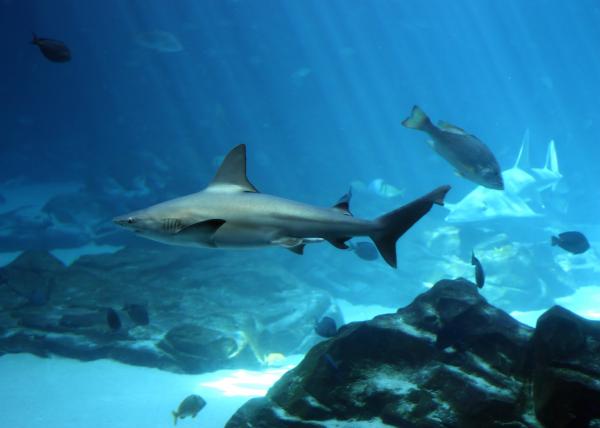 A shark swimming under water