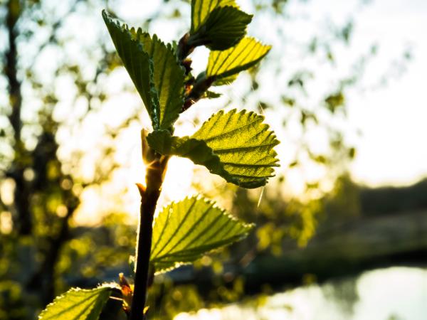 A small branch