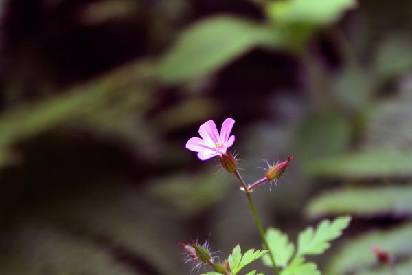 A small purple flower